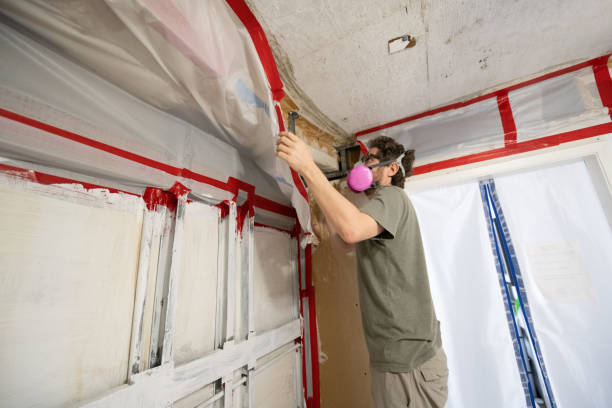 Trusted Sorgho, KY Mold Removal Experts