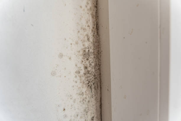 Mold Odor Removal Services in Sorgho, KY